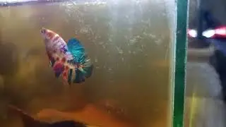 koigalaxy Pair ready for breeding