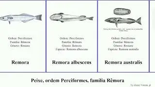 Peixe, ordem Perciformes, fam&iacute;lia R&ecirc;mora remora fish australis Echeneis albescens Nineties Brian