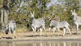 Zebra herd