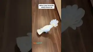 Когда начинает играть твоя любимая песня #птицы