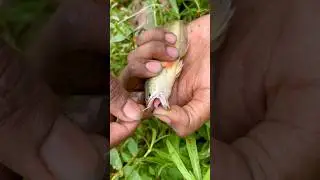 ছিপ দিয়ে ধরেনিলাম কতবড়ো চ্যাং মাছ🐟😍(378) bengali village fishing video || hook fishing video ||