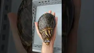 IDEVK Who's the laziest animal 😩 🐌🦥#animal #snail #insect #animal ?