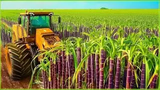 Cómo las cosechadoras modernas recolectan enormes cosechas de caña de azúcar | Tecnología agrícola