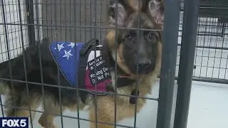 Paws of War takes in three dogs