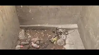 Lucky bird rescued