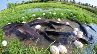 Wow Amazing Fishing - Man catch fish and pick a lot of eggs in rice field in water by skills hand