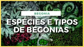 MAIS DE 20 BEGÔNIAS I VEJA VARIEDADES E ESPÉCIES DE BEGONIA E CONHEÇA CORES DE BEGONIA INCRÍVEIS