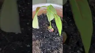 How to grow an avocado plant from a seed!