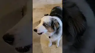 Pinkie the Housewife - Koda the Mini Australian Shepherd Runs Pinkie Crazy