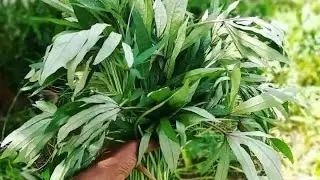 Matembele na chinchard ou les feuilles de patates douces au chinchard 🥗