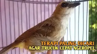 Trucuk BETINA memanggil Jantan Suara Birahi Ngecuplik 100% pancingan trucukan gacor agar BUNYI EMOSI