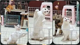 @cc.cutecats CUTE CATS : Songs of Playing with A Cat Teaser Toy  #cat #cutecat #funnycats 