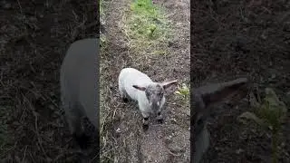 Stop eating my garlic! The joys of raising my lamb, SUKI 🥰