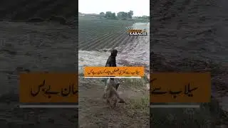 Floods Destroy Farmers&rsquo; Crops | Farmers Face Heavy Losses in Pakistan