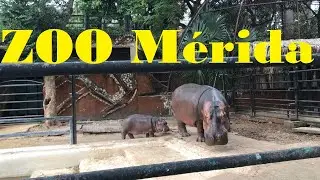 zoológico de Mérida, muy padre, muchos felinos y gratis