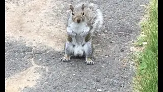 Squirrels are just funny.