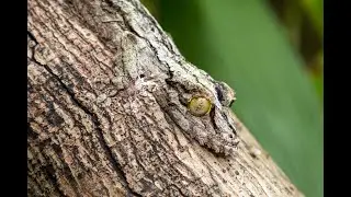 The Art of Deception: Camouflage in Nature