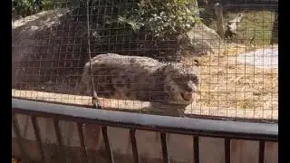 Snow Leopard, St. Louis Zoo
