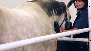 Equine Rectal Examination
