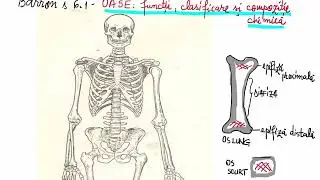 Barrons 6.1 - Oase- clasificare, funcții și compoziție chimică