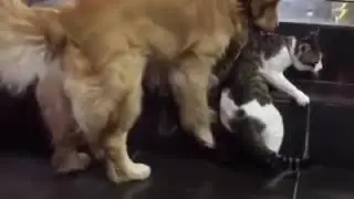 Peacemaker doggy! 😊 &ldquo;Dog saves cat from an altercation&rdquo;