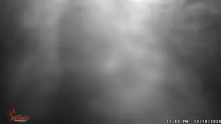 Black Bear Closeup