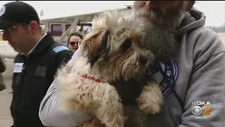 Pittsburgh Aviation Animal Rescue Team Celebrates Milestone