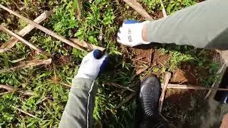 ASMR (ish) | Day 1 of Plucking Grass till my Lawn is Beautiful | Unedited | Slow gardening🏕️🌿