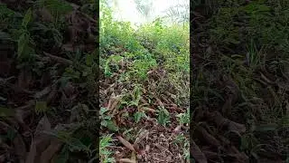Fae Trap?
