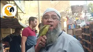 تقرير اسعار العصافير 🦜 والببغاوات في سوق السيده عائشه ليوم الجمعه