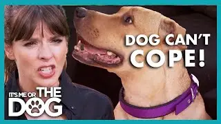 Dog is Hyper-Attached to Owners | It&rsquo;s Me or The Dog