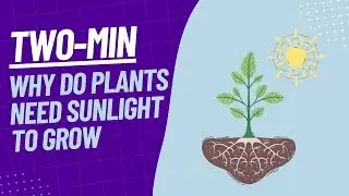 Why Do Plants need SUNLIGHT to GROW - Two Minute Explainer