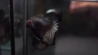 BLACK COPPER Rosetail HM (Male) Betta Fish