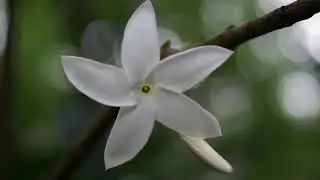 Los Tuxtlas-Veracruz