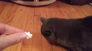 Georgia the Cat Loves Popcorn