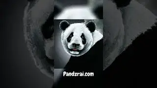 Create amazing and beautiful pet portraits with ai diffusion at Pandzrai.com