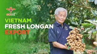 GOBE Longan Export | From Vietnam&rsquo;s Farms to the World