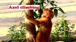 P32.(04.Mar.2019)This morning orphan monkey Axel try climb the tree,Axel look good condition
