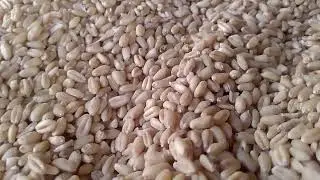 solar atta chakki 15 ki note 26 plate #machine #chakklimachine #flourmill #flo #flourmillattachakki 