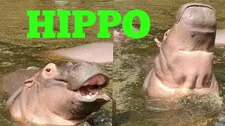 Hippo family eating and fun (India)