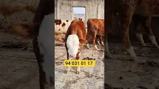 SIMENTAL HUNOJIN BUQACHALAR SOTILADI#simental