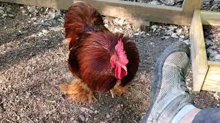 Cochin Bantam Rooster Captain Rudy Featherlegs Attacks!