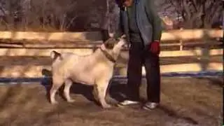 Turkmen Alabai female guarding TEST 23 - Central Asian Shepherd Dog