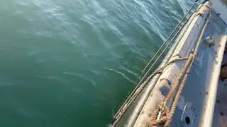 Peconic Bay Scalloping 2020