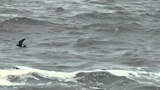 Wilson's Storm-Petrel - Oceanites oceanicus, Goa, 2015
