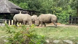 綠山動物園-犀牛