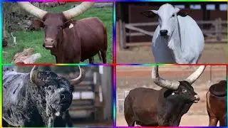 Animals Tiles Hop Challenge 🎵 | Cow vs Dog vs Cat | Funny & Cute Animal Gameplay for Kids