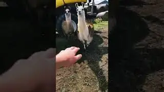 The llama fell for it #llamas #alpaca #farming #hot