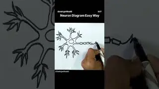 Neuron diagram draw easy #viral #biology