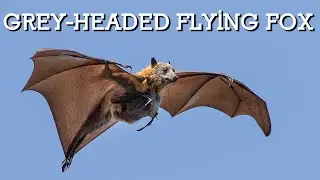 Grey-Headed Flying Foxes - The Amazing Megabats of Melbourne